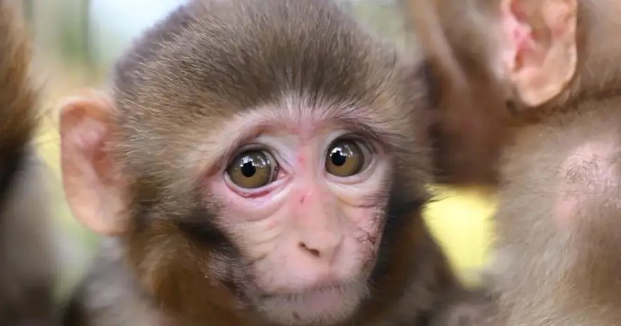 3 maymuna el konuldu. Yavrular özel bakıma alındı