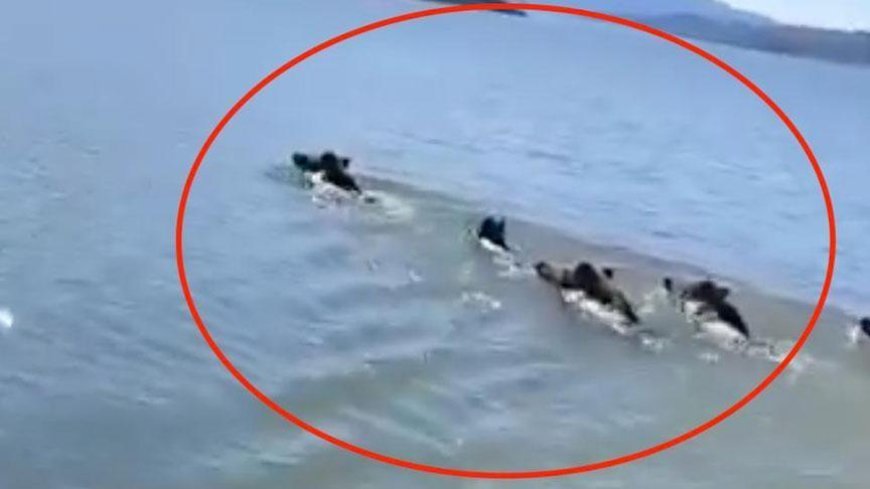 Barajın ortasında sıra dışı sürü! Balıkçı şaşkına döndü, telefona sarıldı