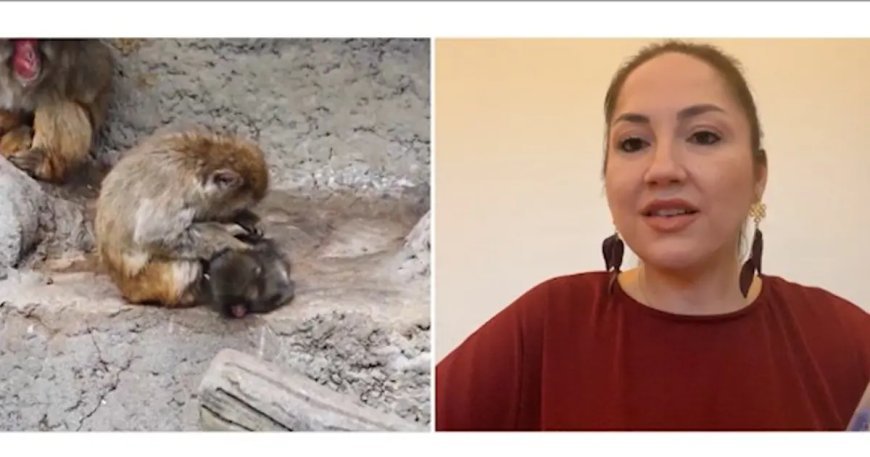 Punch'ın çaresizliği bizde neyi tetikledi? Uzman isim değerlendirdi