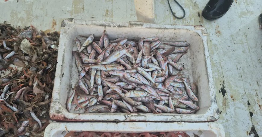 Denizden geldiler, taze taze satıyorlar. Kasalarla limana döndüler