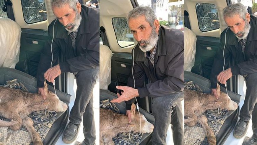 Batman’da besici, hastalanan buzağısına bagajda serum takıp başında uzun hava okudu