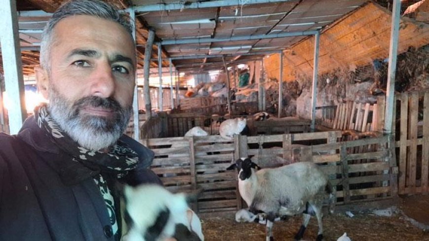 Hobi olarak 4 koyunla başladı! 600 hayvan sayısına ulaştı