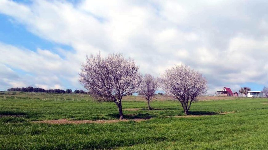 Şarköy'de badem ağaçları çiçek açtı