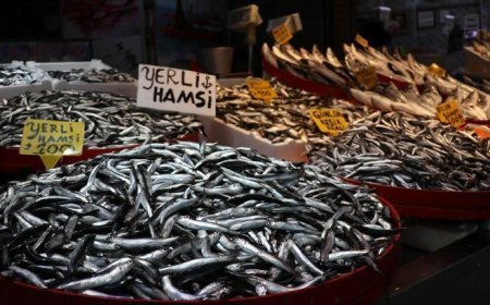 Balıkçı tezgahlarında hamsi ve istavrit bolluğu