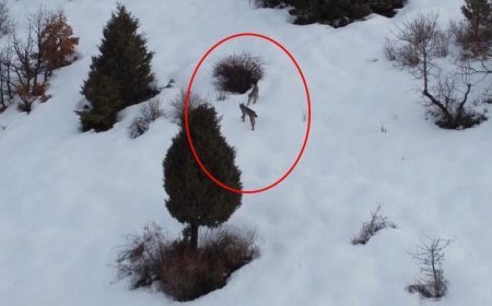 Kırmızı listede! Erzincan'da ortaya çıktılar: Karların içinde inanılmaz manzara