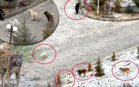 Sokak köpeklerinin dehşeti kamerada! Sürü halinde saldırdılar