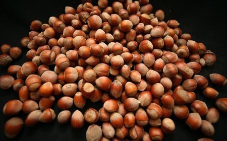 Trabzon'un fındık ihracatı 60,6 milyon doları aştı