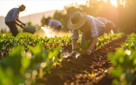 Gübre ham maddesi üre için ithalatta gümrük vergisi sıfırlandı