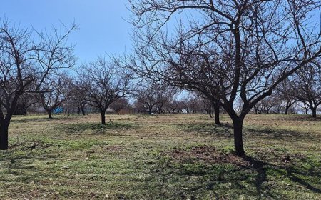 Zirai dondan etkilenen kayısıda bu yıl yüksek verim bekleniyor