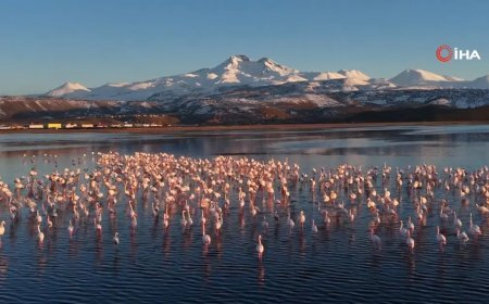 Kayseri’nin ilk flamingo kafilesi geldi