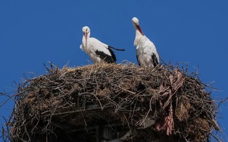 Yaren leylek, eşi Nazlı'ya kavuştu