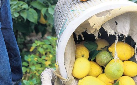 Limon fiyatı ithalata kapı açtı