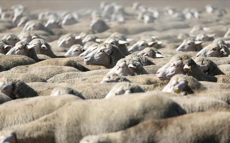 TİGEM, 120 reforme küçükbaş hayvan satacak