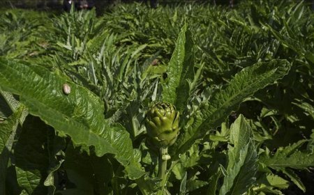 Enginar verimi arttı