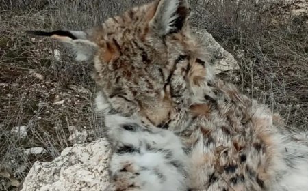 Nesli tehlike altındaki vaşak doğada ölü bulundu