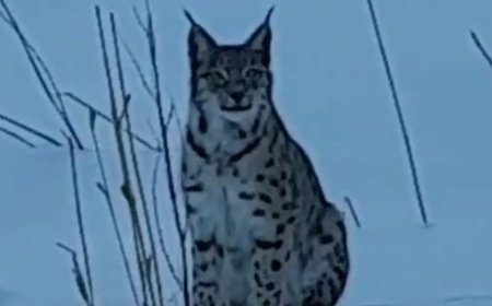 Nesli tehlike altındaki vaşak karlı arazide görüntülendi