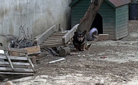 Pitbull’un saldırdığı ‘Reis’ isimli köpek, ağır yaralandı