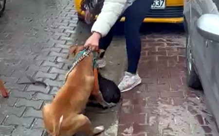 Saldırdığı köpeği ağır yaralayan Pitbull'a el konuldu, sahibine 95 bin lira ceza uygulandı
