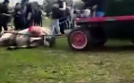 Yer: Adana! Koşmayan ata acımasız işkencede karar çıktı