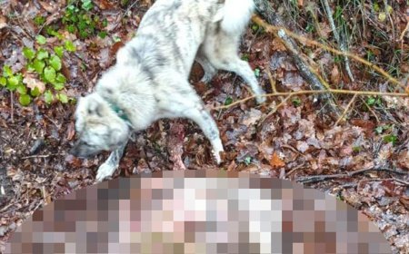 Kurtların saldırdığı 23 küçükbaş öldü