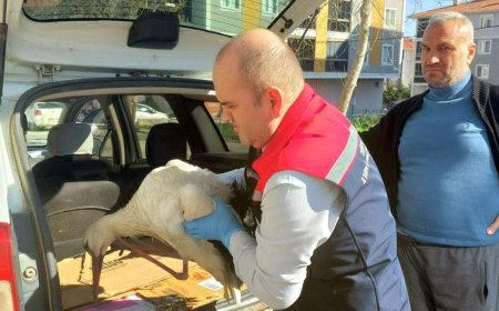 Yaralı bulduğu leyleği yetkililere teslim etti