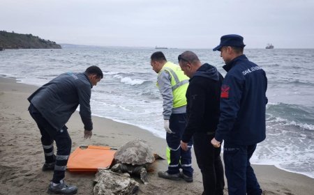 Tekirdağ'da ölü caretta caretta kıyıya vurdu