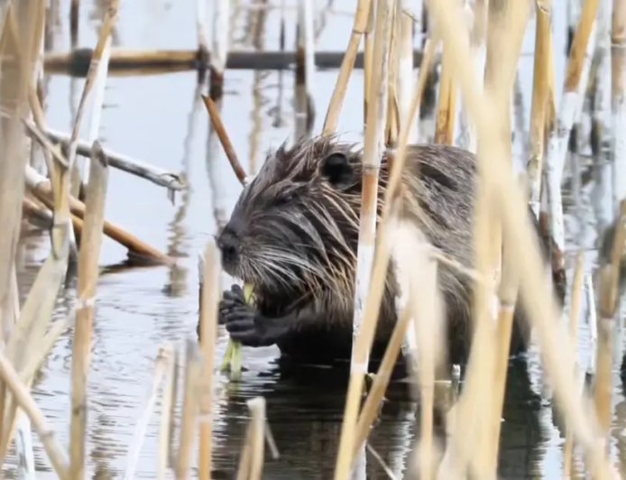 Ağrı Dağı eteklerindeki su maymunu beslenirken görüntülendi