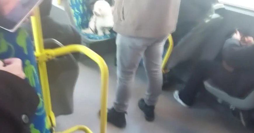 Metrobüste köpek koltukta oturdu, tartışma konusu oldu