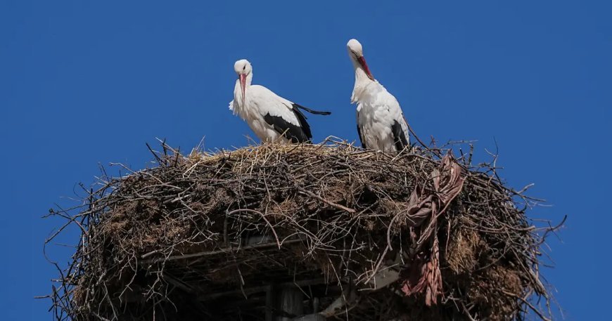 Yaren leylek, eşi Nazlı'ya kavuştu