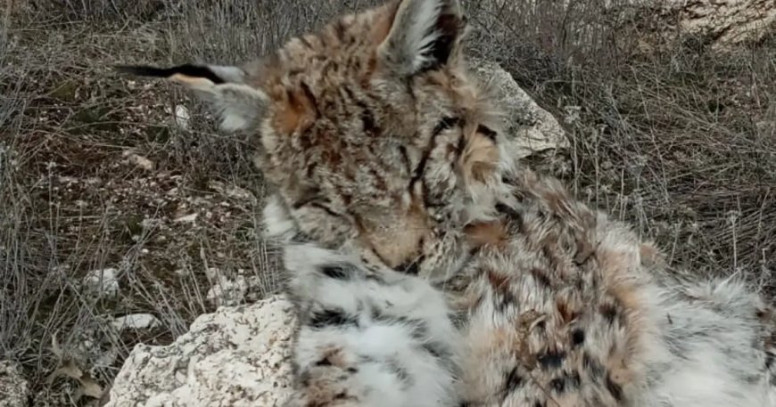 Nesli tehlike altındaki vaşak doğada ölü bulundu