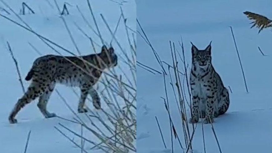 Koruma altındaki türler arasında olan vaşak Bayburt'ta görüldü