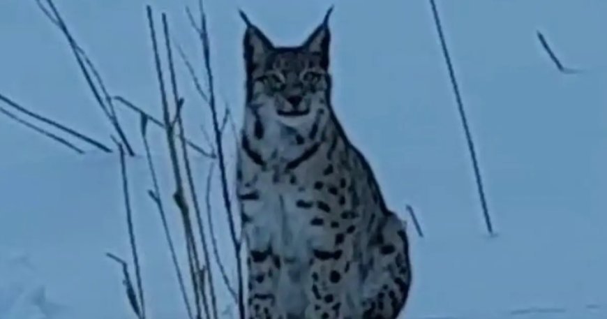 Nesli tehlike altındaki vaşak karlı arazide görüntülendi