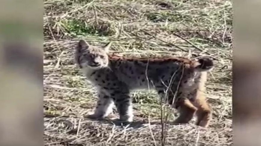 Yer: Sivas! Ormanın hayaleti 'vaşak' böyle görüntülendi! 'Doğadan nadir yaşanan bir an'