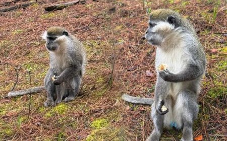 Mantar ararken karşılaşmıştı! Firari maymunların sırrı çözüldü: 'İkinci kez kaçtı'