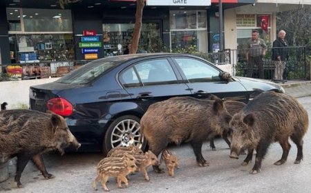 İzmir’de şaşırtan manzara: Domuzlar kedilerle yan yana! Vatandaşlar tedirgin