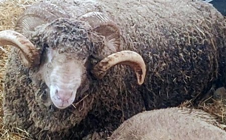 Malkara’da koç güzellik yarışmasının kazanını ‘Şakir’ oldu