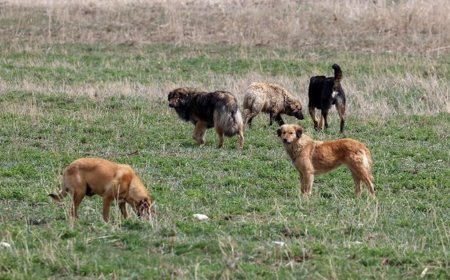 Zincirsiz köpeğin sahibi 2 milyon TL tazminat ödeyecek