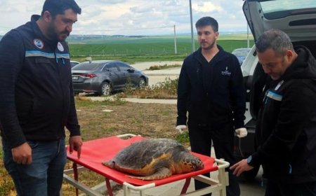 Tekirdağ'da balıkçıların ağına ölü caretta takıldı