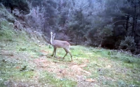 Ganos Dağı'nda karaca ve domuz sürüsü görüntülendi