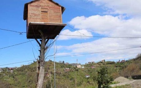 7 metre yüksekliğe ağaç ev yaptı