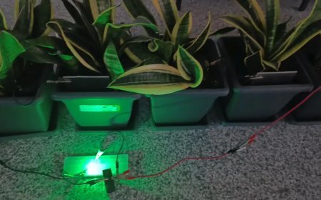 Her şey çocuğun sorusuyla başladı. Bitkilerden üretildi, bir odaya yetiyor