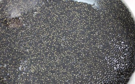 Kilosu 2 bin dolardan satılıyor! Karadeniz'e 8 bin adet dağıtılacak, çiple takip edilecek