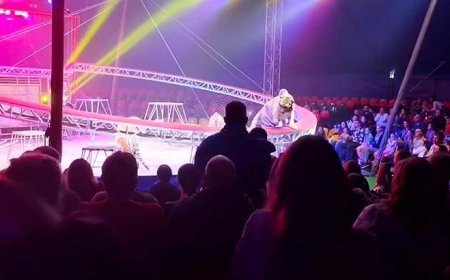 Sirkte dehşet dolu anlar! Bariyer çöktü, kaplan seyircilerin arasına daldı