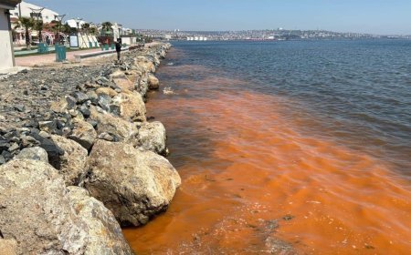 Tekirdağ Büyükşehir Belediyesi: Kıyılardaki renk değişimi mevsimsel alg patlaması