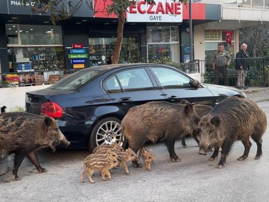 İzmir’de şaşırtan manzara: Domuzlar kedilerle yan yana! Vatandaşlar tedirgin
