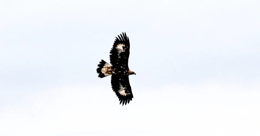 Kurt ve tilki avlayabiliyor! En tehlikeli yırtıcı kamerada: 320 kilometre hıza ulaşıyor