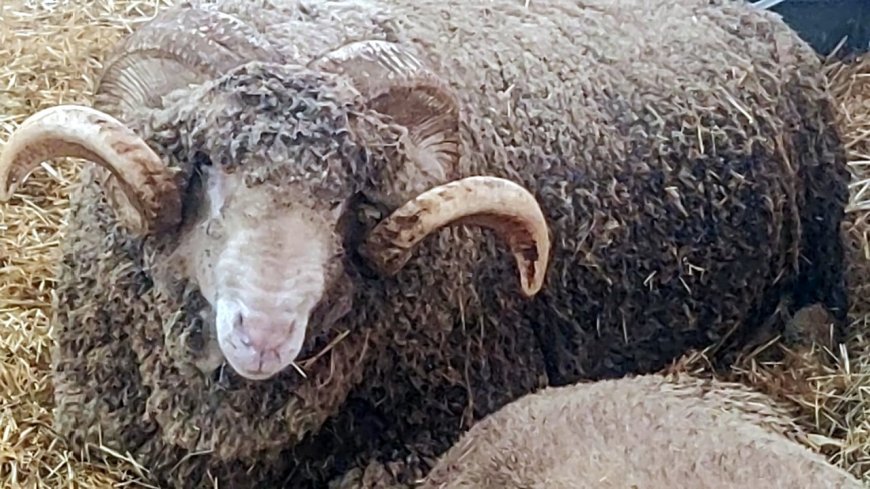 Malkara’da koç güzellik yarışmasının kazanını ‘Şakir’ oldu