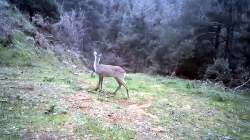 Ganos Dağı'nda karaca ve domuz sürüsü görüntülendi