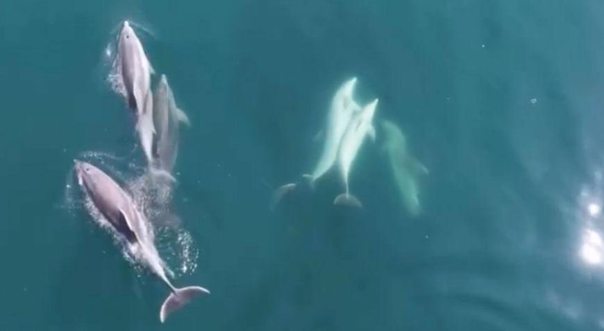 Yer: Bartın! Sahildeki vatandaşlar şaşkına döndü: Öğle saatinde kıyıya kadar geldiler