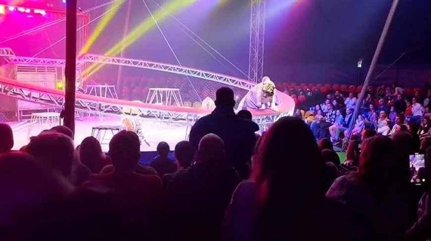 Sirkte dehşet dolu anlar! Bariyer çöktü, kaplan seyircilerin arasına daldı